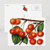Luscious Sweet Cherries Postkarte (Vorne/Hinten)
