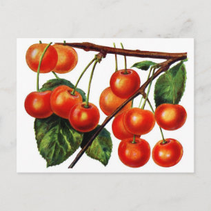 Luscious Sweet Cherries Postkarte