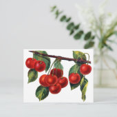 Luscious Sweet Cherries Postkarte (Stehend Vorderseite)