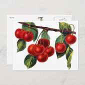 Luscious Sweet Cherries Postkarte (Vorne/Hinten)