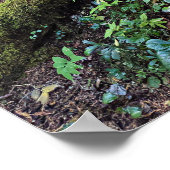 Lush Evergreen Forest Fotografy Nature Poster (Ecke)