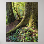 Lush Evergreen Forest Fotografy Nature Poster (Vorne)