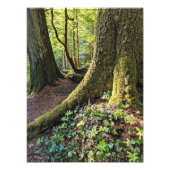 Lush Evergreen Forest Nature Fotodruck (Vorne)