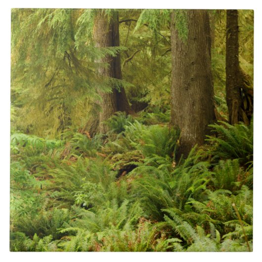 Lush Forest & Ferns | Ecola Staat Park, Oregon Fliese (Vorderseite)