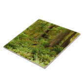 Lush Forest & Ferns | Ecola Staat Park, Oregon Fliese (Seite)