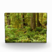 Lush Forest & Ferns | Ecola Staat Park, Oregon Fotoblock (Vorderseite)