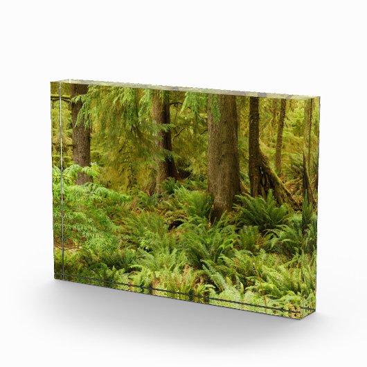 Lush Forest & Ferns | Ecola Staat Park, Oregon Fotoblock (Rechts)