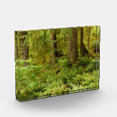 Lush Forest & Ferns | Ecola Staat Park, Oregon Fotoblock (Links)