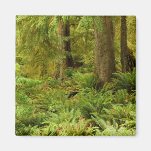 Lush Forest & Ferns Ecola Staat Park, Oregon Magnet