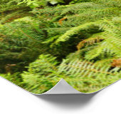 Lush Forest & Ferns | Ecola Staat Park, Oregon Poster (Ecke)