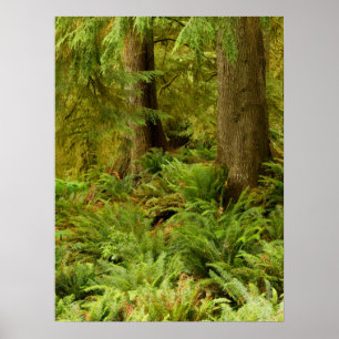 Lush Forest & Ferns   Ecola Staat Park, Oregon Poster