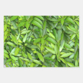 Lush Green Blätter Pattern - Natur botanisch (Vorderseite 2)