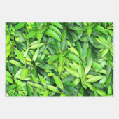 Lush Green Blätter Pattern - Natur botanisch (Vorderseite)