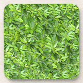 Lush Green Blätter Pattern - Natur botanisch Getränkeuntersetzer (Vorderseite)