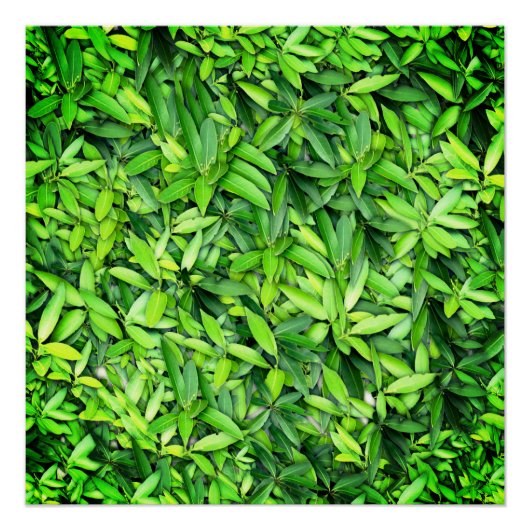 Lush Green Blätter Pattern - Natur botanisch Poster (Vorderseite)