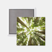 Lush Green Rain Forest Magnet (Vorderseite/Rückseite)