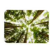 Lush Green Rain Forest Magnet (Horizontal)