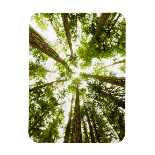 Lush Green Rain Forest Magnet (Vertikal)