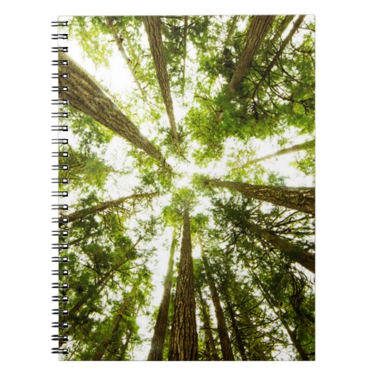 Lush Green Rain Forest Notizblock (Vorderseite)