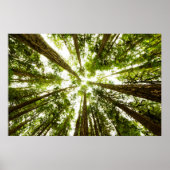 Lush Green Rain Forest Poster (Vorne)