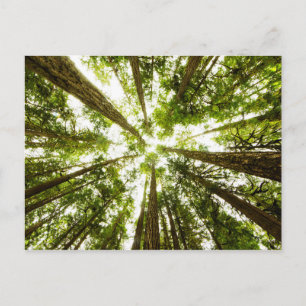Lush Green Rain Forest Postkarte