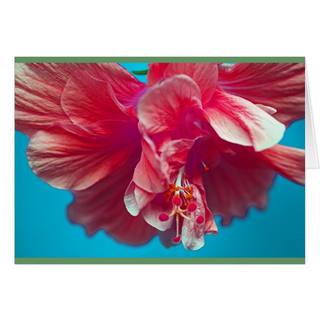 Lush Hibiskus (Vorderseite (Horizontal))