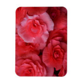 Lush Pink Begonia Magnet (Vertikal)