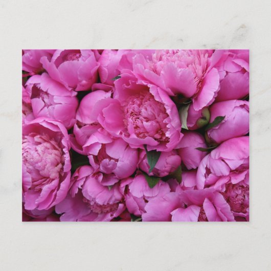 Lush Pink Peony Blume Postkarte (Vorderseite)
