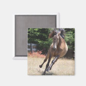 Lusitano Pferd bei Liberty Magnet (Vorderseite/Rückseite)