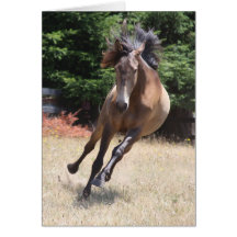 Lusitano-Pferd in Freiheit Leere Karte