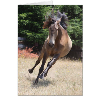 Lusitano-Pferd in Freiheit Leere Karte