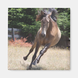 Lusitano-Pferd in Freiheit Magnet