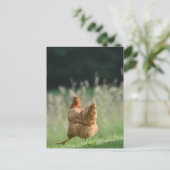 Lusrets Huhn Tiermotive Bauernhof Tiere Postkarte (Stehend Vorderseite)