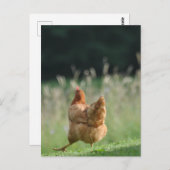 Lusrets Huhn Tiermotive Bauernhof Tiere Postkarte (Vorne/Hinten)