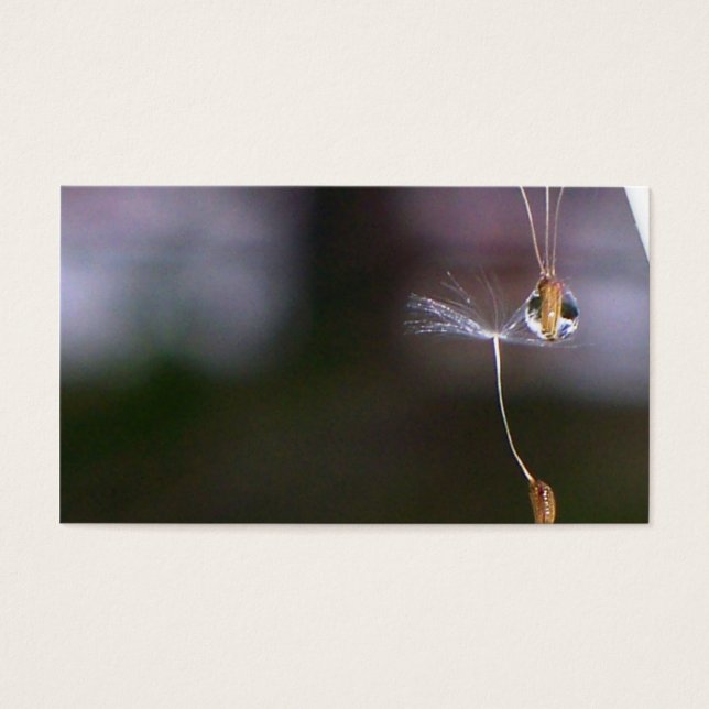 Lüster (Vorderseite)