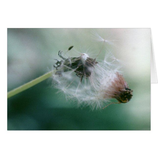 Lüster (Vorderseite (Horizontal))