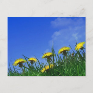 Lüster Postkarte
