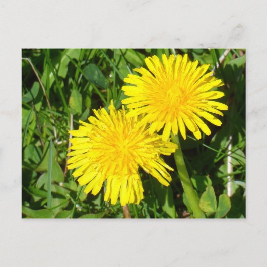 Lüster Postkarte (Vorderseite)
