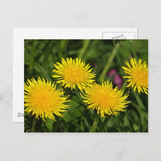 Lüster Postkarte (Vorne/Hinten)