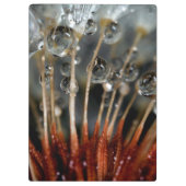 Lüster und Wassertropfen, CA Klemmbrett (Rückseite)