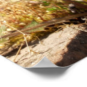 Lüsterne im Sonnenschein Poster (Ecke)