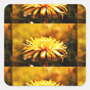 Lüsterngelbe Blume Frühlingsfrüchte Quadratischer Aufkleber