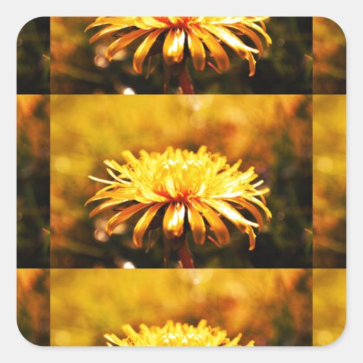 Lüsterngelbe Blume Frühlingsfrüchte Quadratischer Aufkleber (Vorderseite)