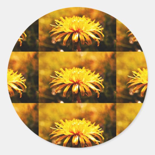 Lüsterngelbe Blume Frühlingsfrüchte Runder Aufkleber (Vorderseite)