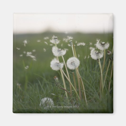 Lüsterungen wehen im Wind. Magnet (Vorne)