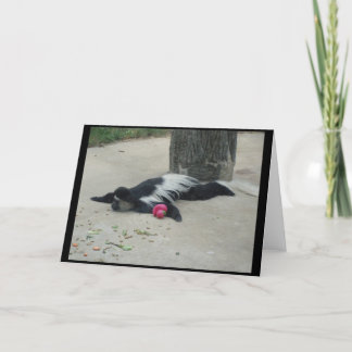 Lustige Affe-Gruß-Karte Karte