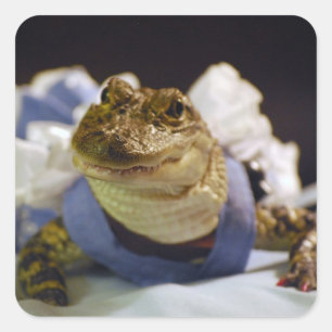 Lustige Alligatoraufkleber Quadratischer Aufkleber