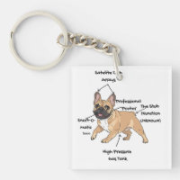 Lustige Anatomie einer Französischen Bulldogge Ill