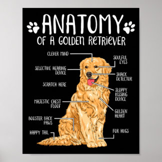 Lustige Anatomie Golden Retriever Hundeliebhaber Poster