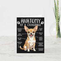 Lustige Chihuahua-Anatomie eines Chihuahua-Hundebe